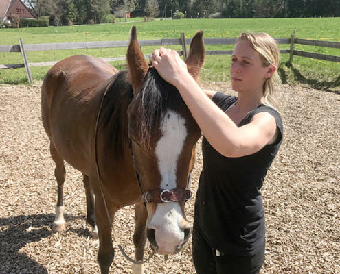 Osteopathie für Pferde