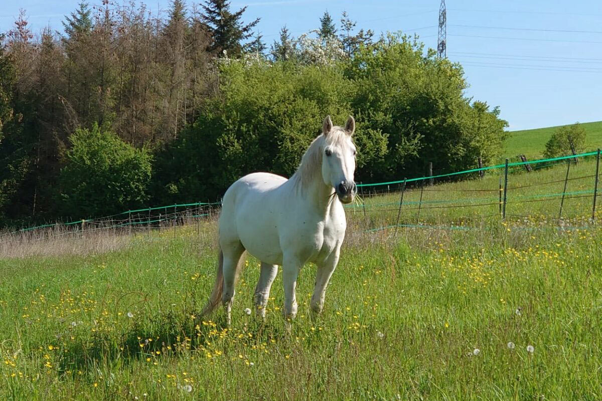 AlgabenioKoppel-1200x800
